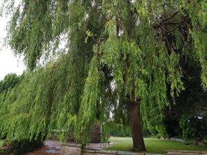 The common Weeping Willow tree