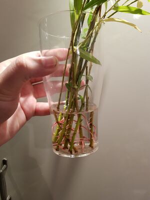 A bunch of weeping willow cuttings which are starting to grow roots.